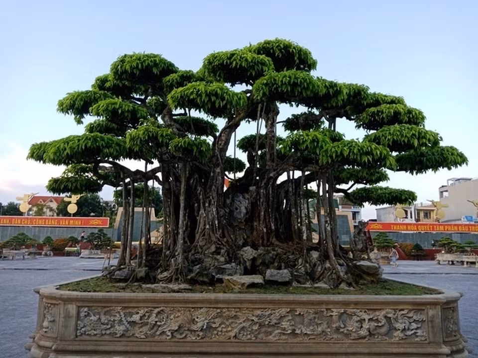 Trước đây từng có cây sanh cổ "Nham thạch bách niên" của một doanh nhân Thanh Hóa được định giá hơn 20 triệu USD (khoảng hơn 460 tỷ đồng) khiến giới chơi cây xôn xao. Ảnh: Vietnamnet