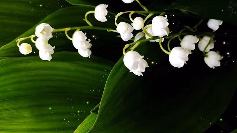 Linh lan có hình dáng như chiếc chuông nhỏ và có mùi hương dễ chịu. Ảnh: Internet
