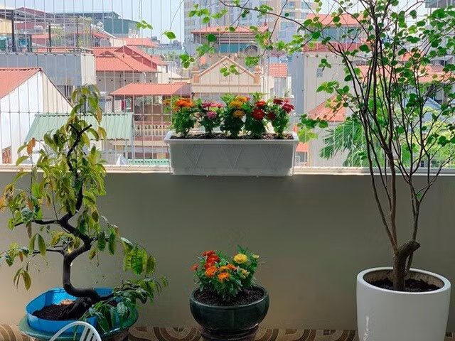 Ban công ngập tràn cây xanh. Ảnh: FB Nguyen Hoang Linh