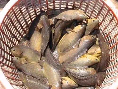 Trước kia, cá rô đồng "rẻ như bèo", chỉ cần một trận mưa to là cá nhảy tanh tách trên bờ ruộng. Nhưng vài năm gần đây, cá rô đồng bỗng trở thành đặc sản được người thành thị ưa chuộng. Ảnh: Dân Việt