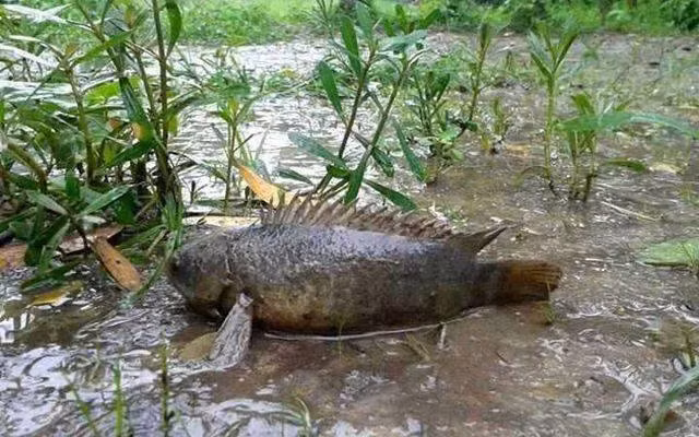 Cá rô có vây ngực khỏe. Mang của chúng cũng phát triển để thuận lợi để thuận lợi cho việc hô hấp trên cạn. Ảnh: Dân Việt