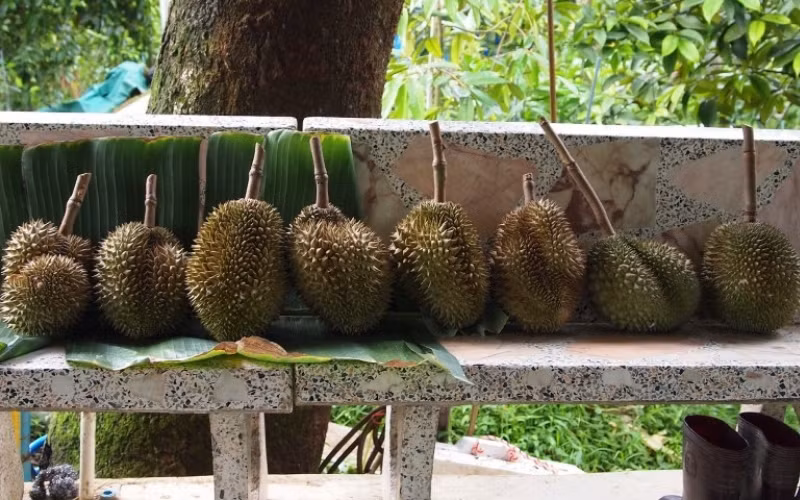 Bất chấp mức giá cao ngất ngưởng, nhu cầu đối với sầu riêng Kanyao vẫn rất lớn, nguồn cung không thể theo kịp. Ảnh: Stratetimes