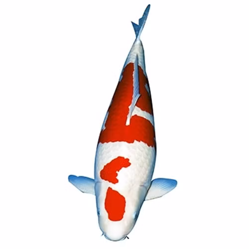 Các Koi Kohaku có đốm đỏ tươi sáng nổi bật trên nền trắng tinh, phân bổ đều trên thân. Ảnh: Kano Koi Farm
