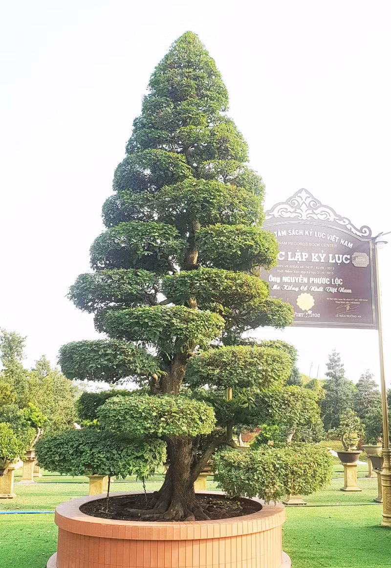 Năm 2013, cặp me của anh Lộc đã được Trung tâm sách kỷ lục Việt Nam xác lập kỷ lục "Cặp me kiểng cổ nhất Việt Nam". Ảnh: Dân Việt