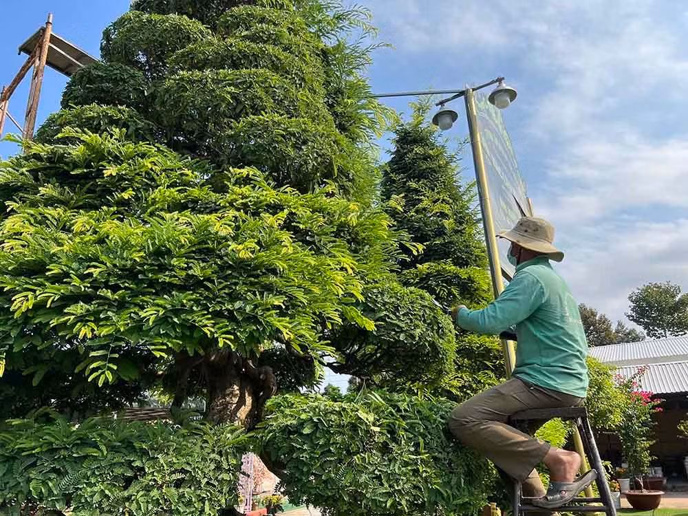 Khoảng 3 tháng/một lần, chủ nhân lại thuê người tỉa lá cho cặp me cổ. Ảnh: Vietnamnet