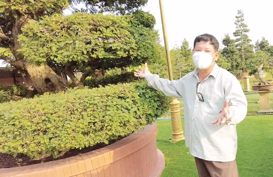 Dù hơn 150 tuổi nhưng mỗi năm cây me vẫn ra hoa và đậu trái. Ảnh: Dân Việt