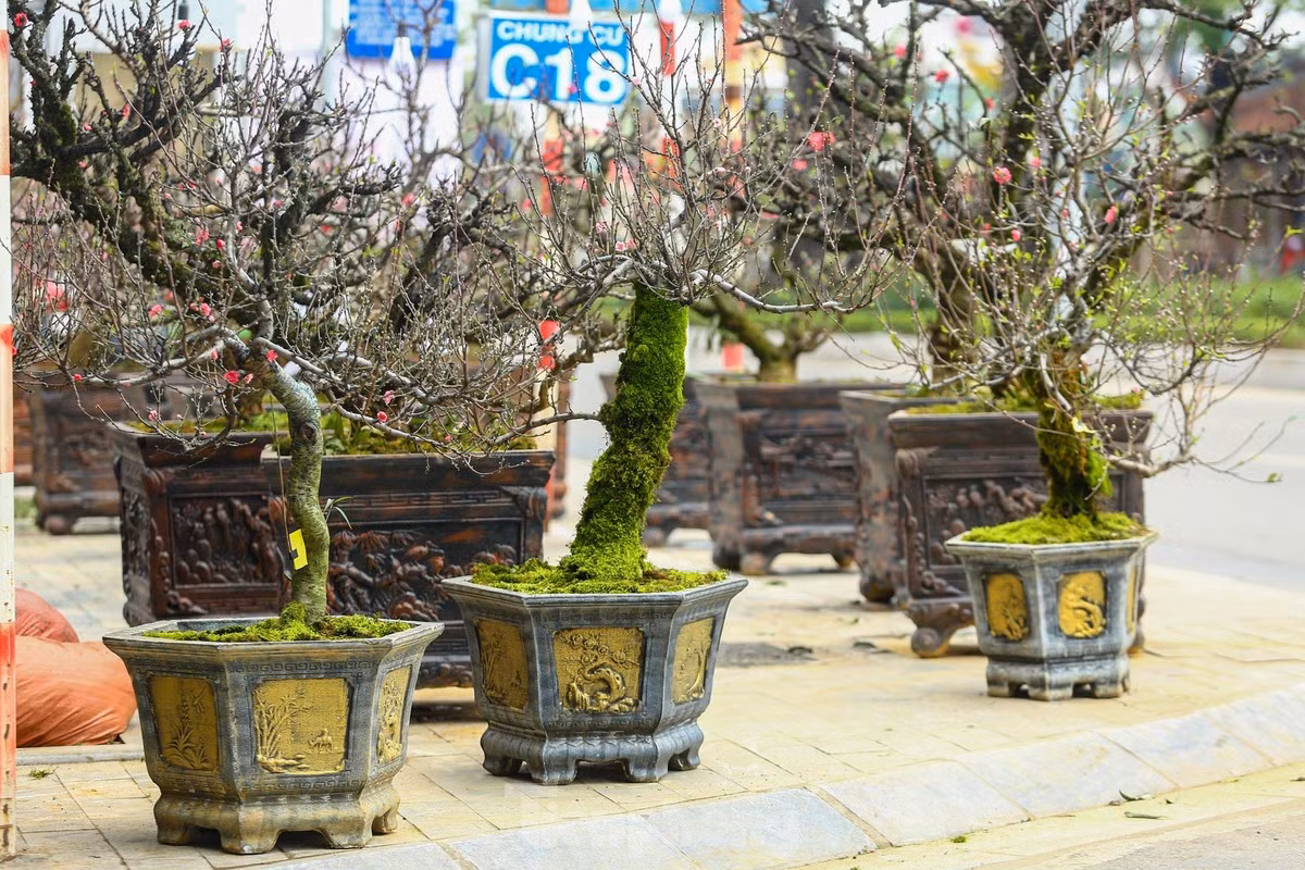 Nụ hoa to, cánh dày, lại lâu phai tàn nên được nhiều người tiêu dùng ưa chuộng để chơi Tết. Ảnh: Tiền phong