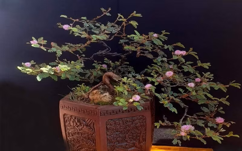 Không chỉ dáng đẹp, cây trinh nữ còn có hoa nhỏ màu tím bắt mắt. Nhờ vậy, hoa trinh nữ được các nghệ nhân đưa lên chậu thành bonsai đẹp mắt. Ảnh: Báo Đắk Nông