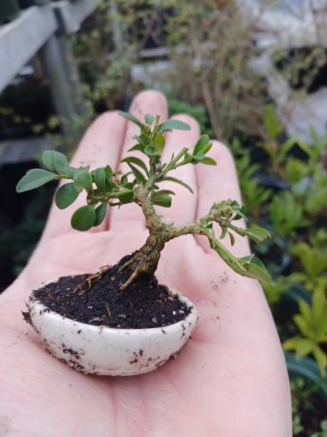 Việc chăm sóc, cắt tỉa những cây bonsai siêu nhỏ là công việc đòi hỏi sự tỉ mỉ. Ảnh: Reddit