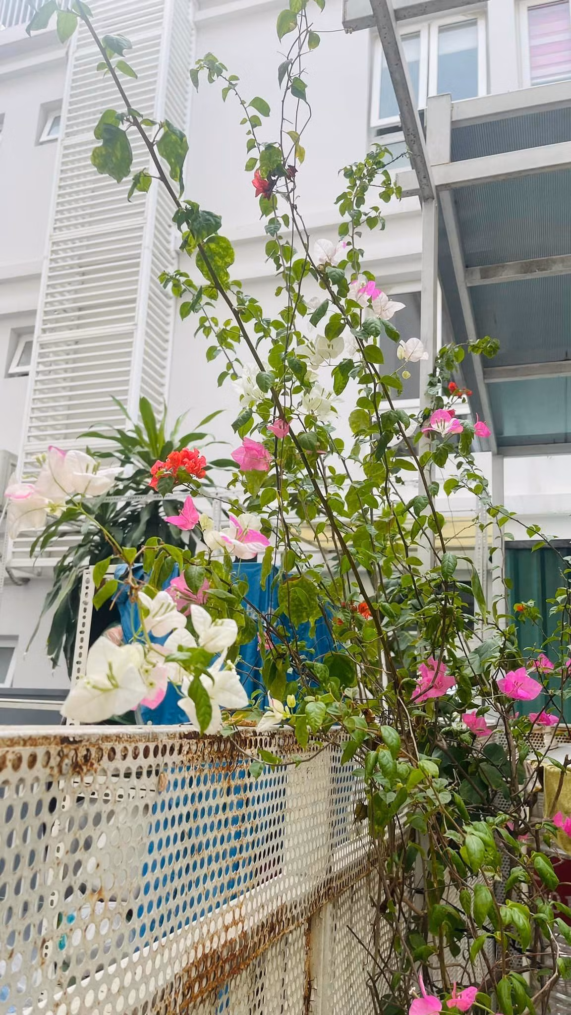 Diễn viên Thân Thúy Hà trồng nhiều loại hoa giấy với các màu sắc khác nhau.