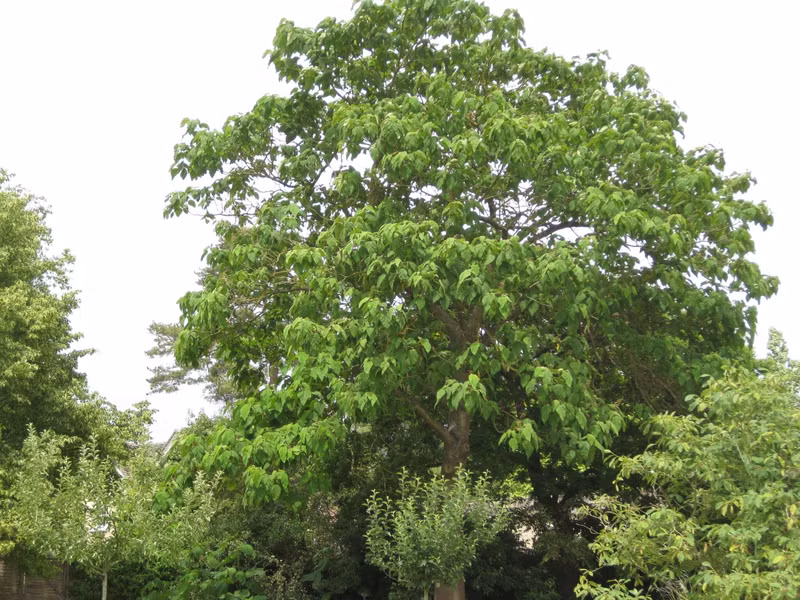 Paulownia tomentosa là loài cây phát triển nhanh nhất thế giới được sách kỷ lục Guinness ghi nhận.