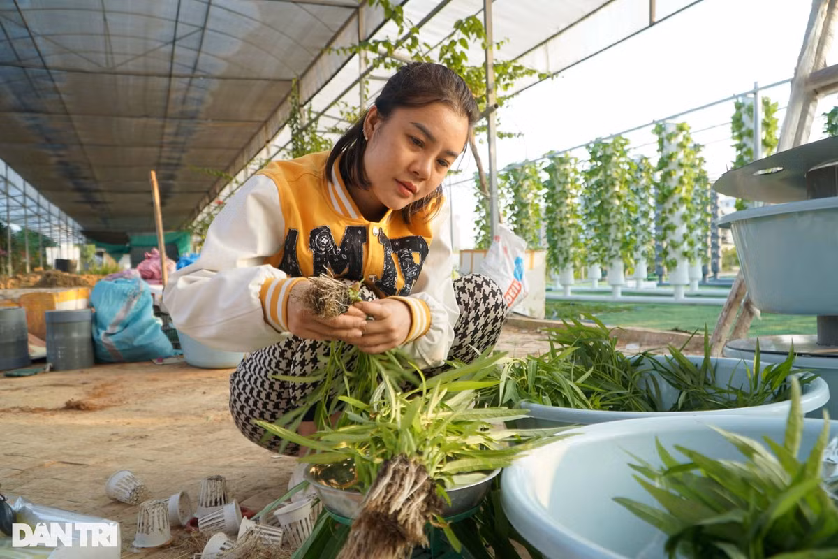 "Vì cây rau không tiếp xúc với các vi khuẩn, mầm mống gây bệnh từ mặt đất nên trồng rau theo phương pháp khí canh còn hạn chế tối đa sâu bệnh, an toàn và sạch đối với người sử dụng", anh Hiếu nói. Ngoài lắp đặt hệ thống trồng rau, hiện tại khu vườn của anh Hiếu có 60 trụ rau, mỗi trụ cho năng suất 7-10kg sản phẩm. Sản lượng rau của vườn có thể đạt khoảng 5 tạ rau mỗi tháng. Anh Hiếu cho biết, thời gian tới sẽ mở rộng mô hình để phục vụ người dân. Ông Nguyễn Đức Hòa, Chủ tịch Hội Nông dân thành phố Thanh Hóa, tỉnh Thanh Hóa, cho biết, đây là lần đầu tiên trên địa bàn có mô hình trồng rau khí canh. Theo ông Hòa, mô hình trồng rau khí canh là mô hình sản xuất nông nghiệp công nghệ cao. Các sản phẩm làm ra đảm bảo an toàn vệ sinh thực phẩm.