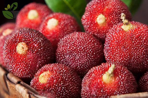 Tương tự quả dâu tằm, thanh mai cũng có bề ngoài xù xì khó làm sạch. Bạn có thể áp dụng cách làm sạch dâu tằm trên với loại quả này.