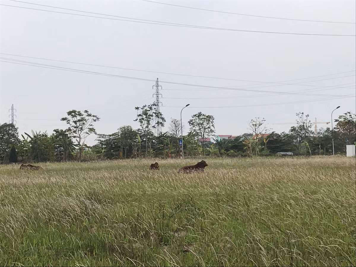 Đất đấu giá các huyện ngoại thành Hà Nội nơi nào rẻ nhất? Dat dau gia cac huyen ngoai thanh Ha Noi noi nao re nhat?