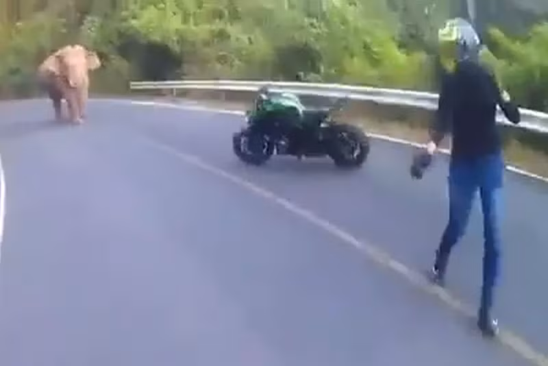 Clip: Bị voi rừng chặn đường, biker Thái Lan “bỏ của chạy lấy người” Clip: Bi voi rung chan duong, biker Thai Lan “bo cua chay lay nguoi”