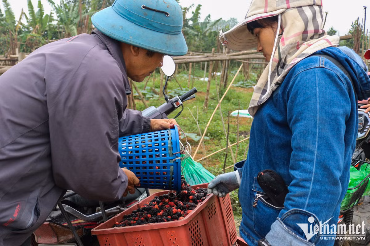 Nong dan Ha Noi thu tien trieu moi ngay mua thu hoach dau tam-Hinh-7