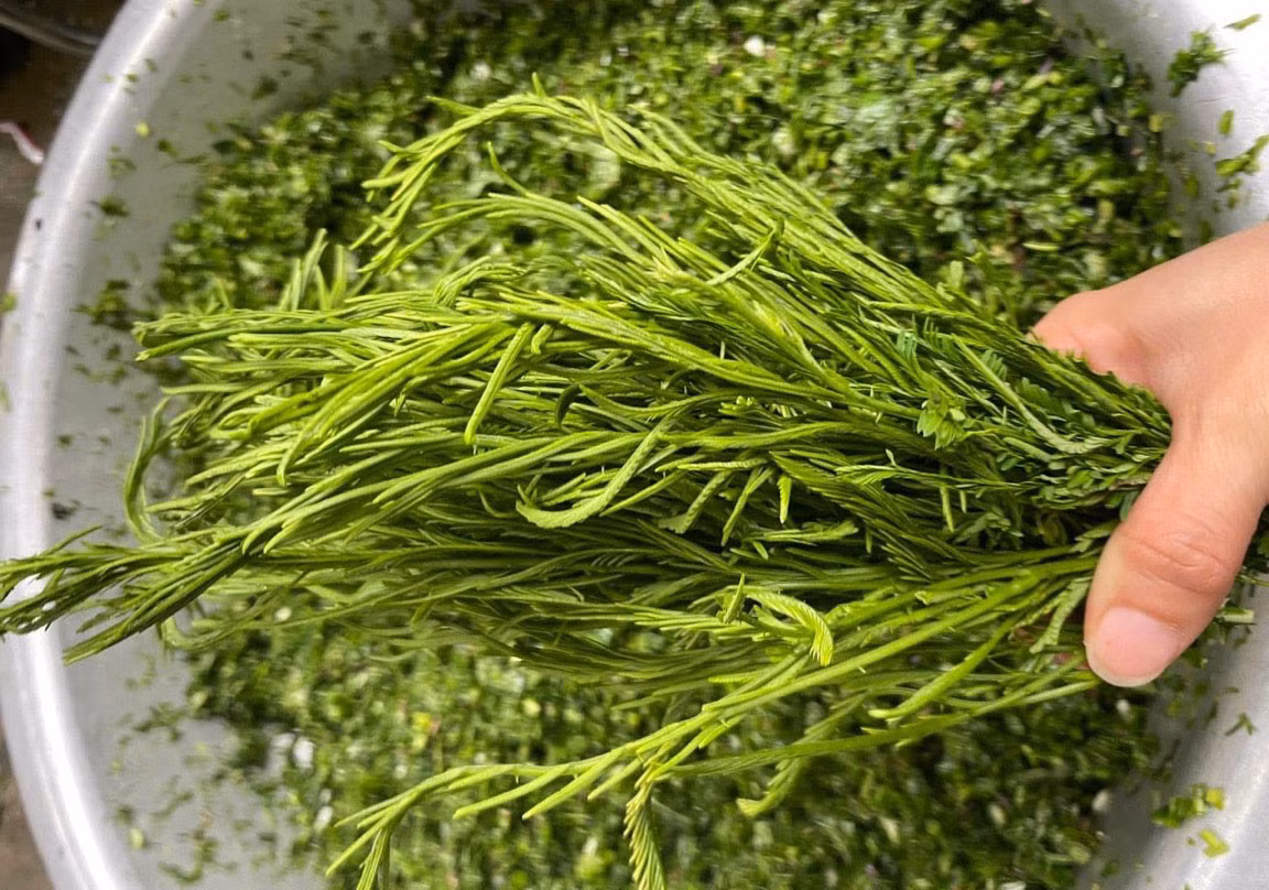 Rau rừng xuống chợ Thủ đô, có loại 180 nghìn/kg vẫn không đủ bán - Hình 2 Rau rung xuong cho Thu do, co loai 180 nghin/kg van khong du ban-Hinh-2