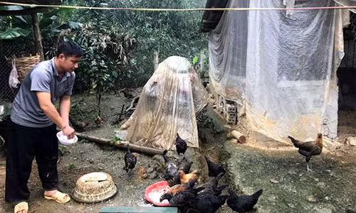 Kỳ lạ loài gà đen xì, chân này 4 ngón, chân kia 5 ngón Ky la loai ga den xi, chan nay 4 ngon, chan kia 5 ngon