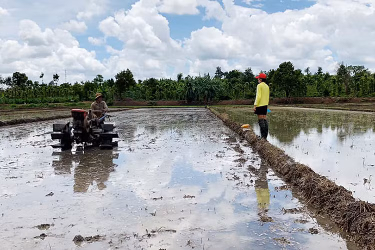 Nàng hoa hậu diện áo vàng, quần short, để mặt mộc, đi dép tổ ong.