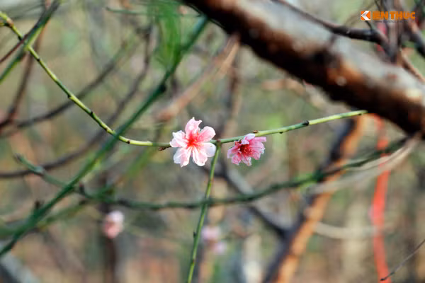 Khoe sắc tuyệt đẹp.