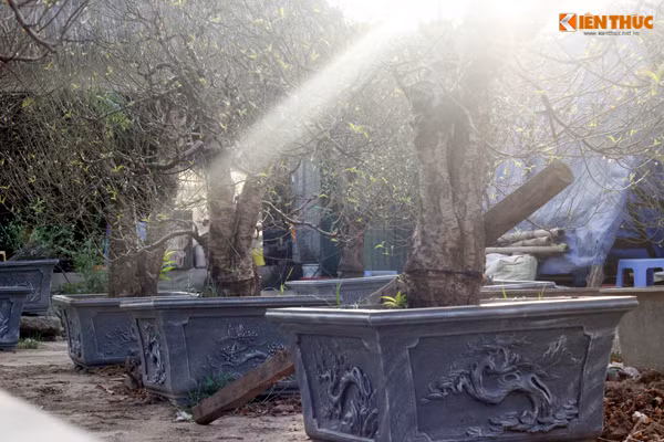 Để phục vụ nhu cầu người chơi đào Tết sớm, nhiều chủ vườn đã vận chuyển hàng trăm gốc đào lên một số điểm bán đào gần đường Lạc Long Quân (quận Tây Hồ, TP Hà Nội).