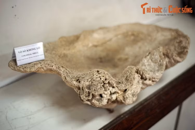 Vỏ sò khổng lồ sưu tầm ở quần đảo Trường Sa.