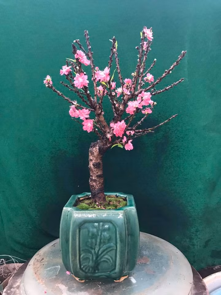 Thậm chí, có phần rực rỡ hơn những cây đào truyền thống. Ảnh: FB Đào Thất Thốn.