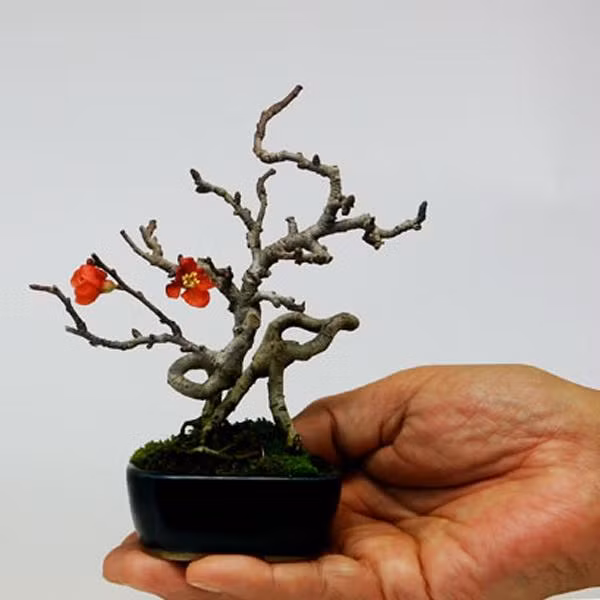 Màu đỏ của hoa đào kết hợp với nhị hoa vàng rực, vươn dài kiêu sa. Ảnh: caybonsai.com.vn.