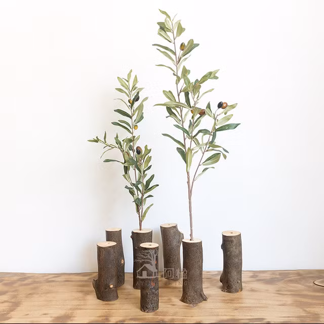 Hiện bonsai ô liu đang được rao bán trên mạng với giá dao động trên dưới 1 triệu đồng. Ảnh: vi.aliexpress.com.