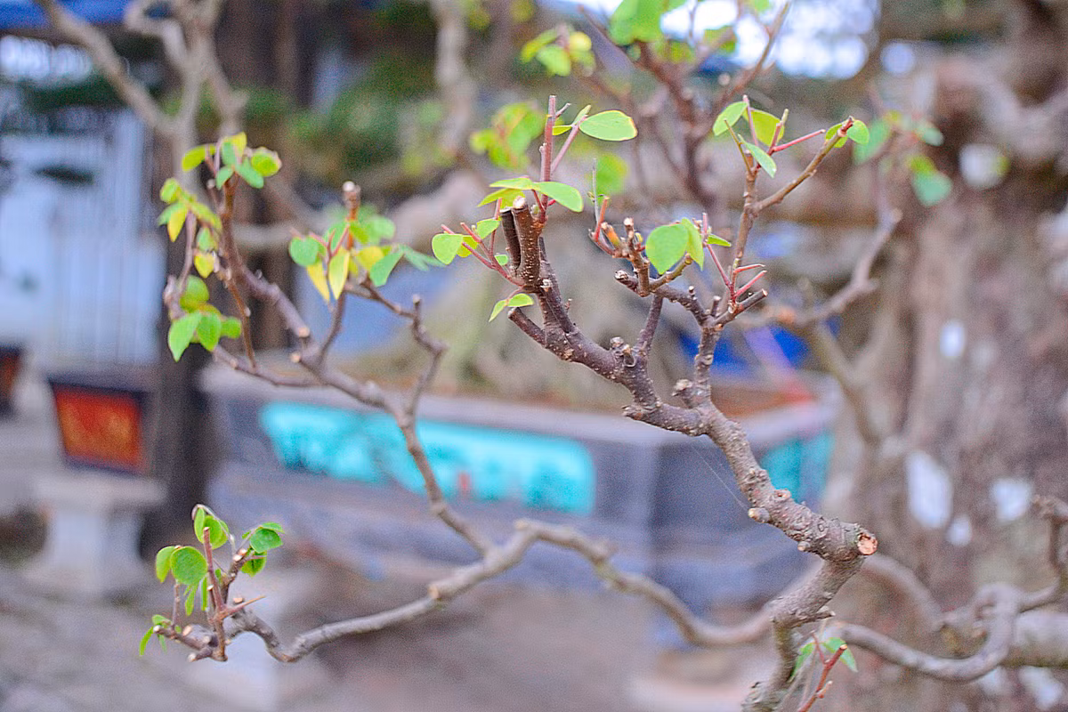 ... nhưng cây vẫn rất mạnh khỏe.