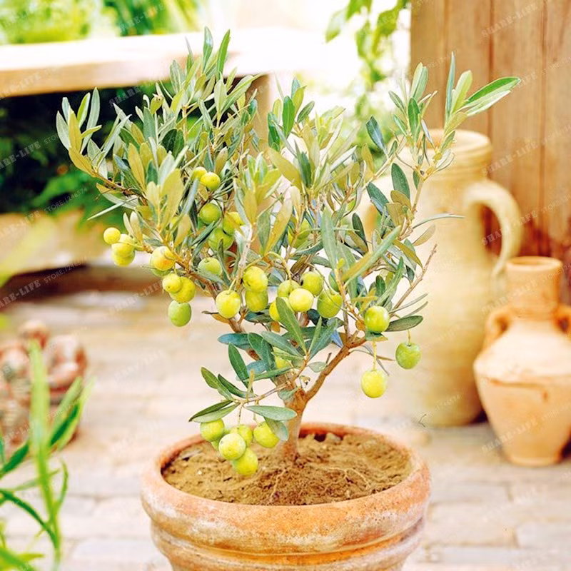 Tuy nhiên, chỉ vài năm nay, ô liu bonsai mới thực sự ra mắt giới mê cây cảnh trên thế giới. Ảnh: vi.aliexpress.com.