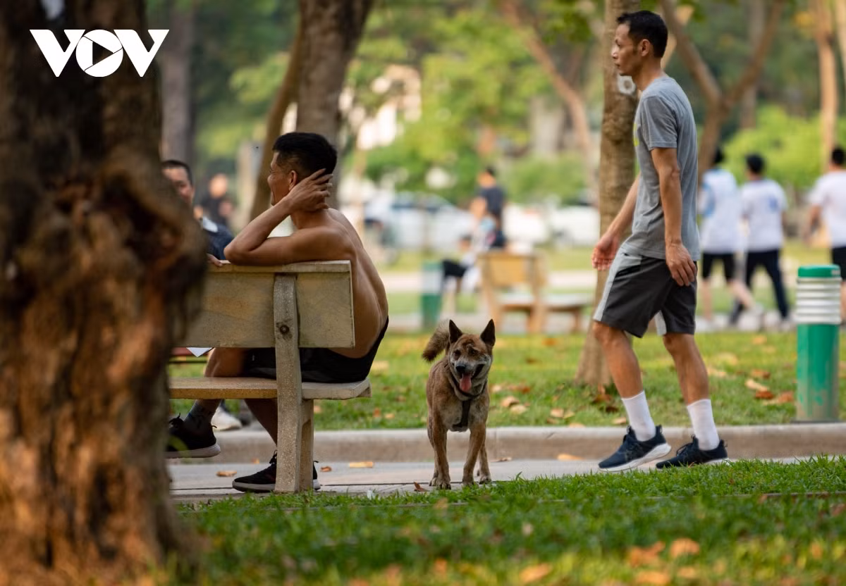 Kế hoạch này yêu cầu người dân khai báo việc nuôi chó mèo với UBND cấp xã; cam kết xích, nhốt trong khuôn viên gia đình; bắt buộc rọ mõm, đeo xích khi đưa thú nuôi ra không gian công cộng; tiêm vaccine phòng dại định kỳ.