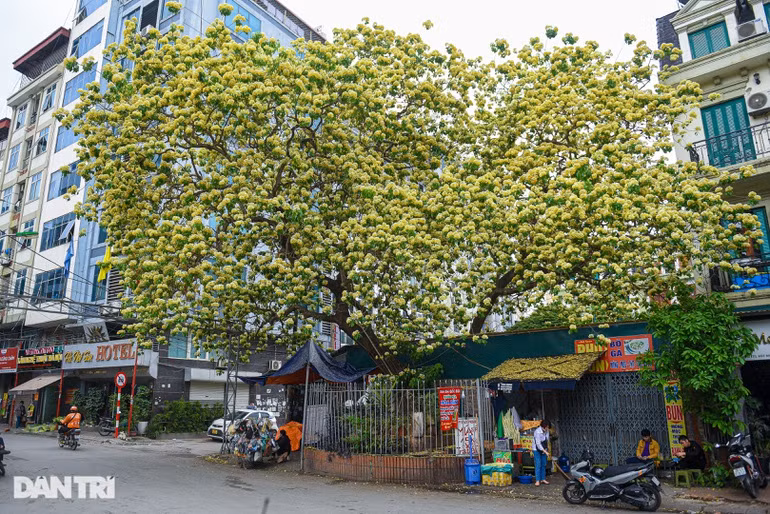 Chiem nguong cay hoa bun co thu duoc coi la “bau vat” giua long Ha Noi