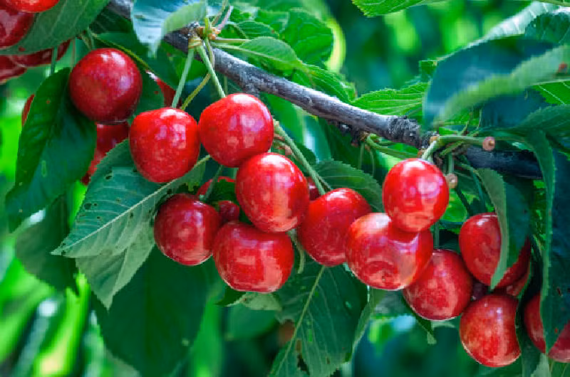 Axit trái cây trong quả này có tác dụng thúc đẩy sự hình thành của lớp biểu bì, có lợi cho việc giải độc và chăm sóc da. Ăn anh đào thường xuyên cũng có thể bảo vệ mắt. (Ảnh: Getty Images)