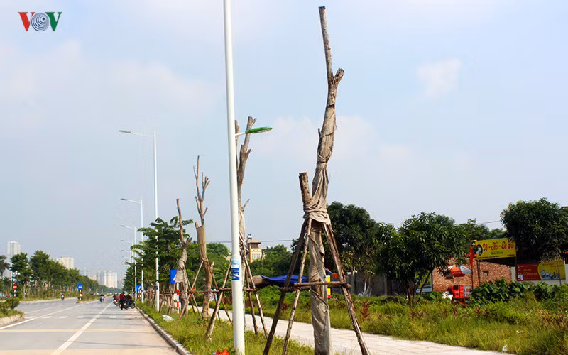 Theo ghi nhận của PV VOV.VN, đoạn đường chỉ 3,5 km nhưng có đến hàng trăm cây được trồng mới đây đã chết khô, trơ trụi như cây củi.
