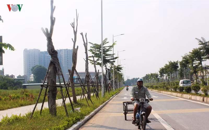 Nhiều đoạn trên đường này 4 – 5 cây xanh chết khô gốc.