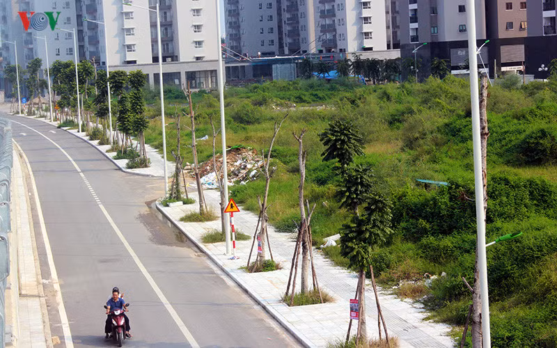 Có đoạn có đến 6 cây chết khô từ gốc đến ngọn nằm cạnh nhau.