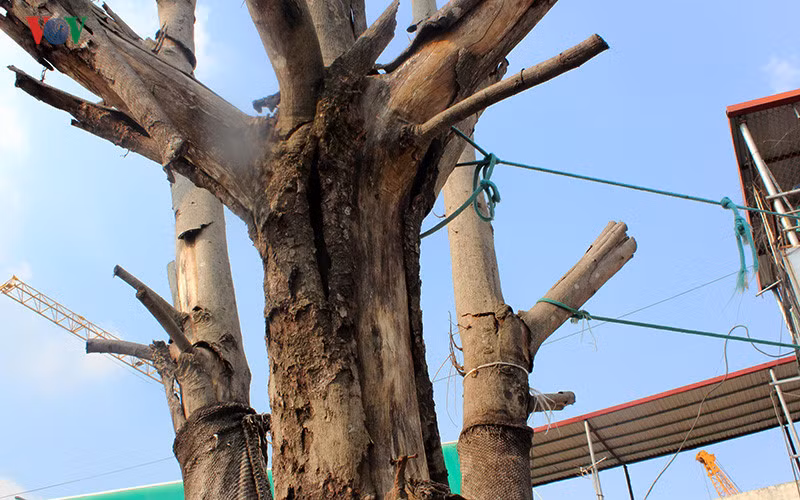 Thân cây biến thành nơi để kiến và mối mọt đục khoét, sinh sống.