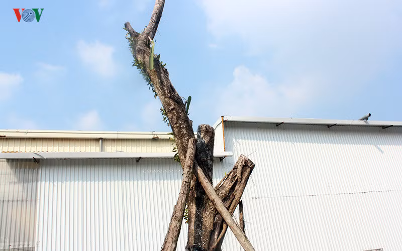 Những cây được trồng ở đây có chiều cao khoảng 3 đến 5m, đường kính khoảng 20cm bị chết khô từ gốc cho đến ngọn, vỏ cây bong tróc ra từng mảng.