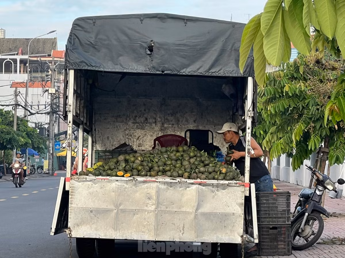 Cam sành rớt giá thê thảm ở TPHCM, chỉ còn 5.000 đồng/kg Cam sanh rot gia the tham o TPHCM, chi con 5.000 dong/kg 
