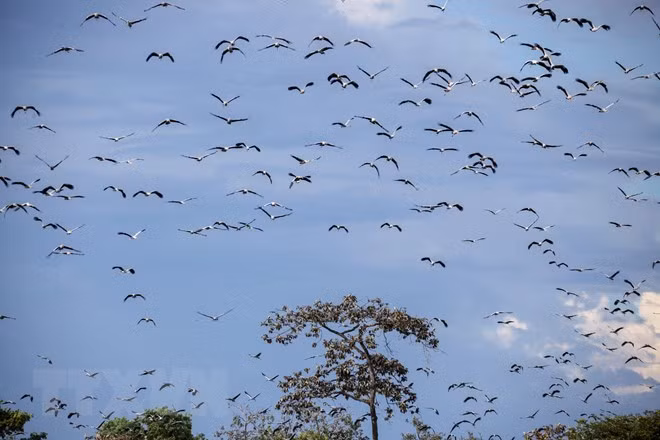 Ông Châu Văn Văn, Giám đốc Vườn Quốc gia Lò Gò-Xa Mát (huyện Tân Biên, tỉnh Tây Ninh), cho biết đã chỉ đạo Đội bảo vệ rừng tăng cường công tác bảo vệ, tạo điều kiện tốt nhất cho đàn cò nhạn trong quá trình di cư.