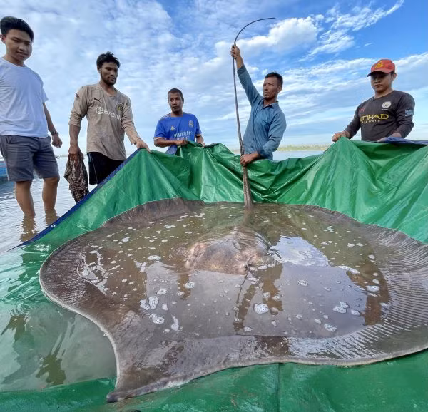 Đây không phải là lần đầu tiên cá đuối khủng trên sông Mekong sa lưới ngư dân. Trước đó, vào tháng 5 vừa qua, một nhóm ngư dân tỉnh Stung Treng, Campuchia phát hiện một con cá đuối khổng lồ mắc câu trên sông Mekong.