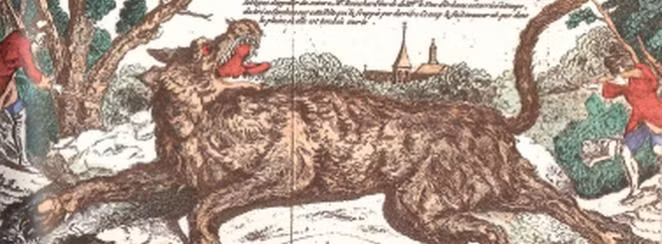 Dù vậy, những thợ săn do Vua Louis XV cử đi đều không thể bắt được "ma sói". Thậm chí, một vài người còn bị quái thú này giết chết.