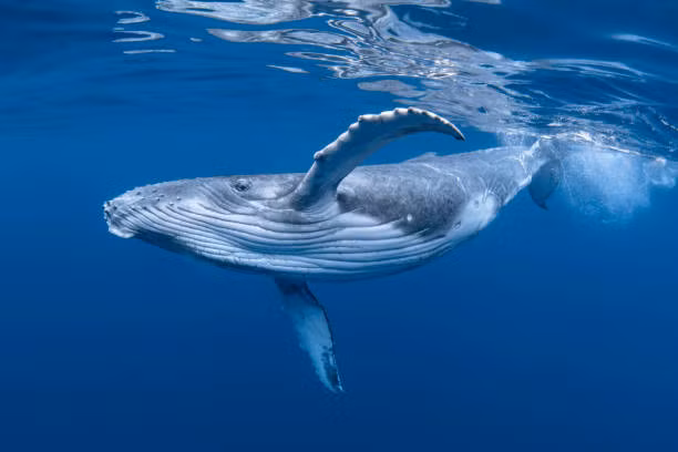 Cá voi tên gọi khoa học là Cetacea, gồm khoảng 90 loài, hầu hết sinh sống ở những đại dương lớn trên thế giới.