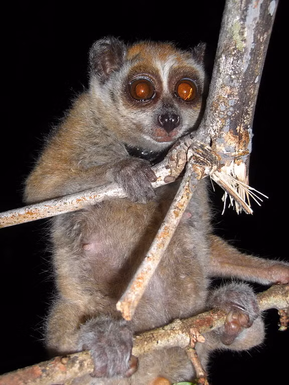 Theo các chuyên gia, 2 cá thể đó là cu li nhỏ. Loài cu li nhỏ có tên khoa học là Nycticebus pygmaeus, họ cu li Loricidae, bộ linh trưởng Primates. Nó thuộc nhóm IB nguy cấp, quý hiếm.