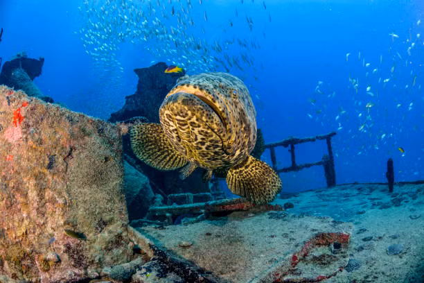 Cá mú khổng lồ Đại Tây Dương (tên khoa học Epinephelus itajara) rất dễ nhận biết với cơ thể màu nâu hoặc vàng lốm đốm chấm đen ở đầu và vây. Loài cá này có bộ hàm rộng, vây đuôi tròn, một số con có sọc ở hai bên thân.