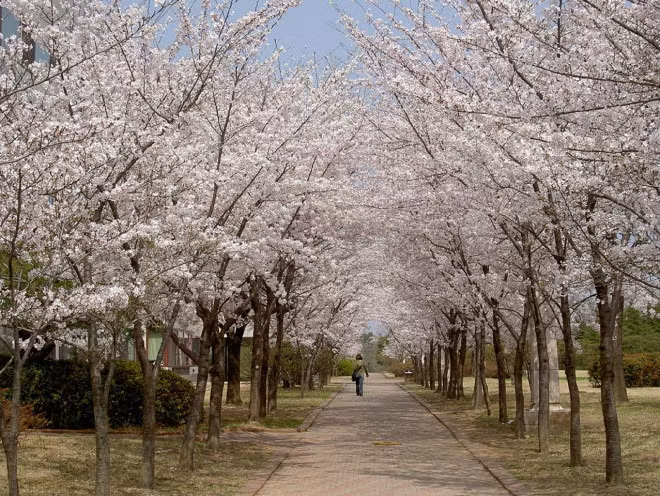 Mot lan trong doi hay trai nghiem nhung con duong hoa anh dao ruc ro-Hinh-3