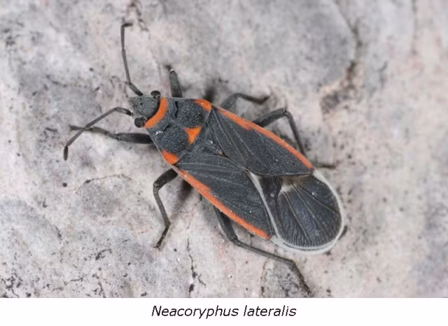 Trypanosoma cruzi gây ra bệnh Chagas, hay còn gọi là Trypanosomiasis Mỹ. Người mắc bệnh do tiếp xúc với phân bọ xít Triatoma - một loại côn trùng hút máu người và động vật. Trypanosoma cruzi xâm nhập cơ thể người qua vết đốt, vết xước ở da (do ngứa gãi) hoặc qua kết mạc. Bệnh biểu hiện bằng phản ứng tại chỗ do sự xâm nhập của ký sinh trùng: phù nề do viêm, nổi hạch trong vùng bị đốt (thường là vùng mặt với viêm mí mắt một bên).