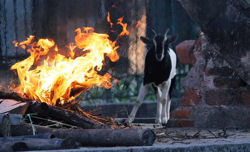 Động vật ở công viên Thủ Lệ ấm hơn khi đứng cạnh các đống lửa cháy đỏ rực.