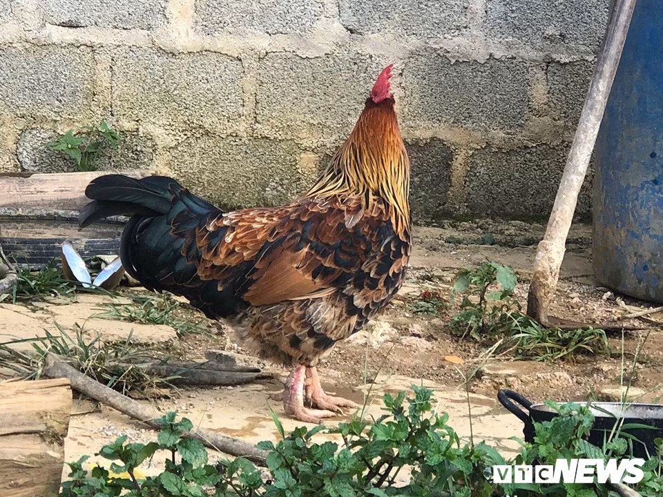 "Gà 9 cựa" biến đổi giới tính ở Sơn La với lời đồn "ma ám" Con gà chuyển giới kỳ lạ của Tráng A Tráng ở Hua Tạt.